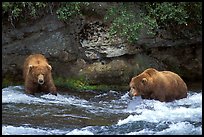 Brown bears (scientific name: ursus arctos) fishing at the Brooks falls. Katmai National Park, Alaska, USA. (color)