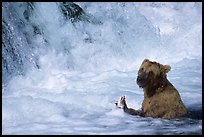 Alaskan Brown bear (Ursus arctos) fishing at the base of Brooks falls. Katmai National Park, Alaska, USA.