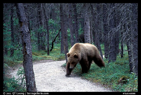 Brown bears encounters on trail are frequent at Brooks camp. Katmai National Park, Alaska, USA.