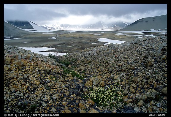 Wildflowers, pumice, and distant peaks in storm, Valley of Ten Thousand smokes. Katmai National Park