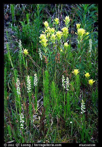 Yellow paintbrush and orchid flowers. Katmai National Park (color)