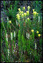 Yellow paintbrush and orchid flowers. Katmai National Park, Alaska, USA. (color)