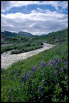 Lupine and Lethe river on the edge of the Valley of Ten Thousand smokes. Katmai National Park, Alaska, USA. (color)