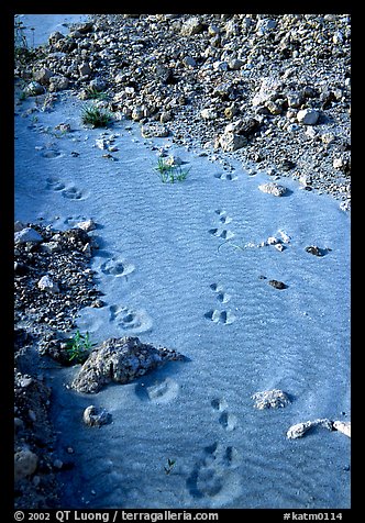 Close-up of animal tracks in fine ash, Valley of Ten Thousand smokes. Katmai National Park, Alaska, USA.
