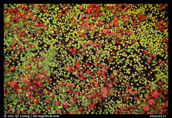 Close-up of tiny plants in the Valley of Ten Thousand smokes. Katmai National Park, Alaska, USA.