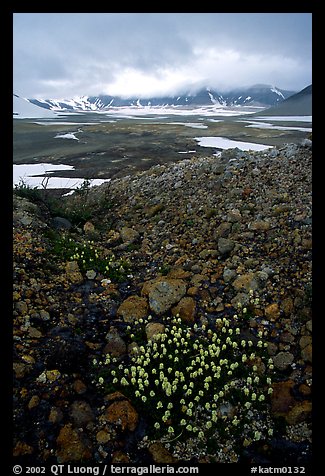 Pumice and wildflowers, Valley of Ten Thousand smokes. Katmai National Park, Alaska, USA.