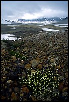 Pumice and wildflowers, Valley of Ten Thousand smokes. Katmai National Park, Alaska, USA. (color)