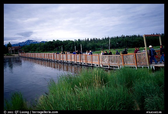 Crossing a bridge on the way to Brooks falls. Katmai National Park, Alaska, USA.