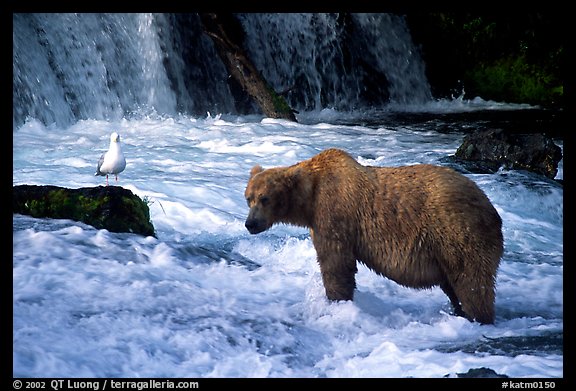 Brown bear and bird at the base of Brooks falls. Katmai National Park (color)
