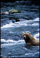 Alaskan Brown bear (Ursus arctos) fishing for salmon at Brooks falls. Katmai National Park, Alaska, USA. (color)