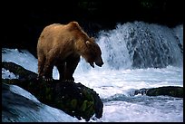 Brown bear standing on rock at Brooks falls. Katmai National Park, Alaska, USA. (color)