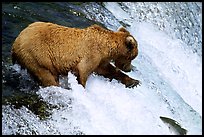 Brown bear extending leg to catch jumping salmon at Brooks falls. Katmai National Park, Alaska, USA.