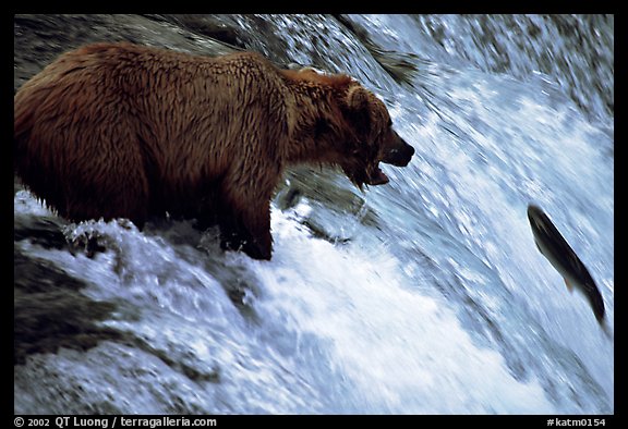 Brown bear (Ursus arctos) trying to catch leaping salmon at Brooks falls. Katmai National Park, Alaska, USA.