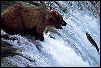 Brown bear (Ursus arctos) trying to catch leaping salmon at Brooks falls. Katmai National Park, Alaska, USA. (color)