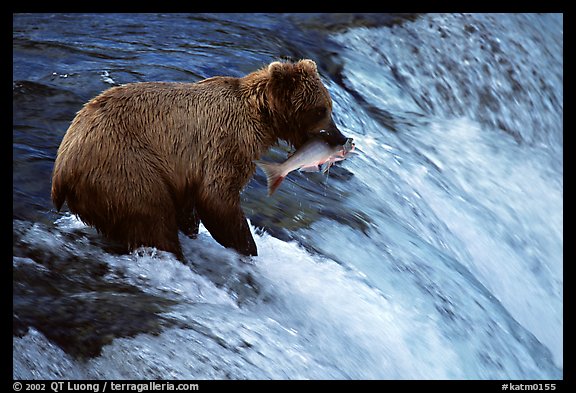 Alaskan Brown bear with catch  at Brooks falls. Katmai National Park, Alaska, USA.