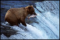 Alaskan Brown bear with catch  at Brooks falls. Katmai National Park, Alaska, USA.
