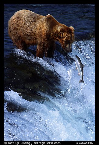 Brown bear (Ursus arctos) and leaping salmon at Brooks falls. Katmai National Park, Alaska, USA.