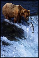Brown bear (Ursus arctos) and leaping salmon at Brooks falls. Katmai National Park, Alaska, USA.