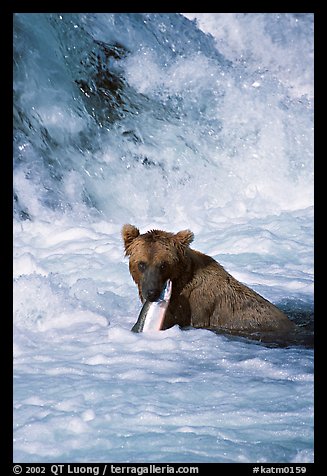 Alaskan Brown bear (scientific name: ursus arctos) chewing salmon at the base of Brooks falls. Katmai National Park, Alaska, USA.