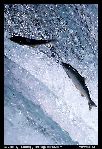 Leaping salmon at Brooks falls. Katmai National Park, Alaska, USA.