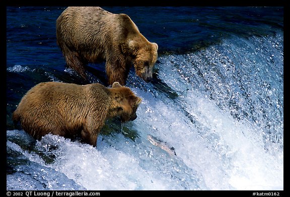 Two Brown bears trying to catch leaping salmon at Brooks falls. Katmai National Park, Alaska, USA.