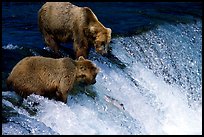 Two Brown bears trying to catch leaping salmon at Brooks falls. Katmai National Park, Alaska, USA. (color)
