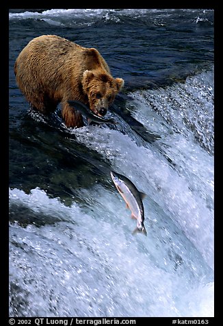 Brown bear watching a salmon jumping out of catching range at Brooks falls. Katmai National Park, Alaska, USA.