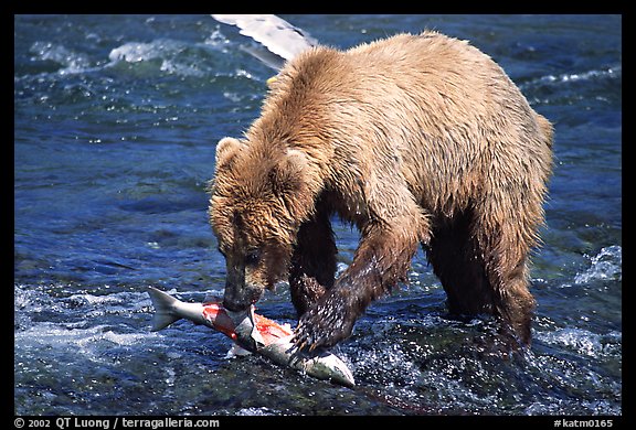 Brown bear (scientific name: ursus arctos) eating salmon at Brooks falls. Katmai National Park, Alaska, USA.