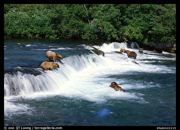 Brown bears gathering at Brooks Falls. Katmai National Park (color)