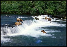 Brown bears gathering at Brooks Falls. Katmai National Park, Alaska, USA. (color)