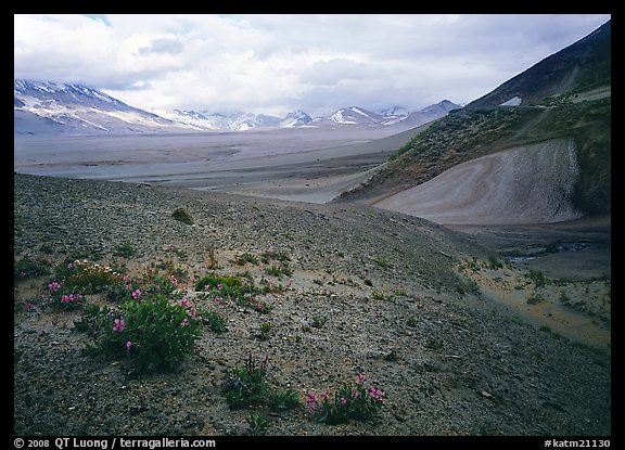 Wildflowers growing on foothills bordering the Valley of Ten Thousand smokes. Katmai National Park (color)