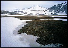 Melting snow and lichens, Valley of Ten Thousand smokes. Katmai National Park ( color)