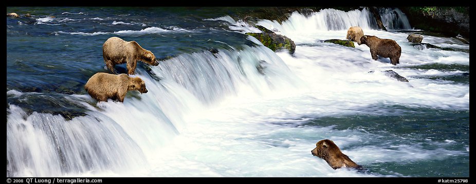 Alaskan Brown bears gathered at Brooks Falls. Katmai National Park (color)
