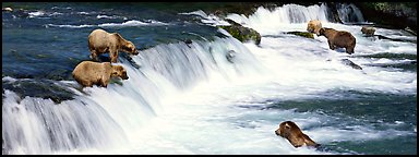 Alaskan Brown bears gathered at Brooks Falls. Katmai National Park (Panoramic color)