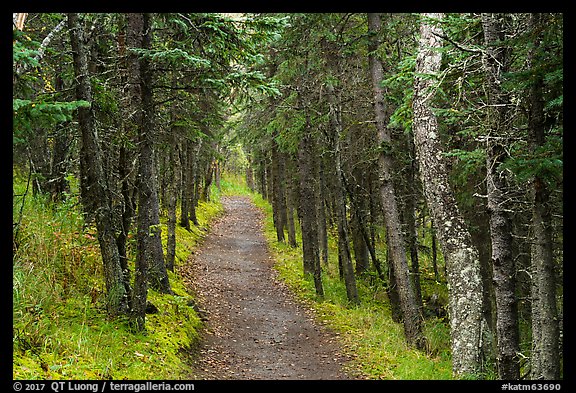 Narrow trail in dark forest, Brooks Camp. Katmai National Park, Alaska, USA.