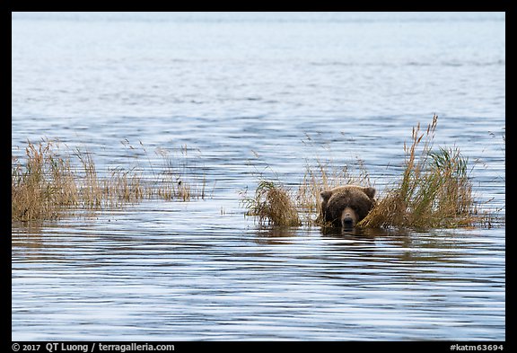 Bear head emerging from rippled water. Katmai National Park, Alaska, USA.