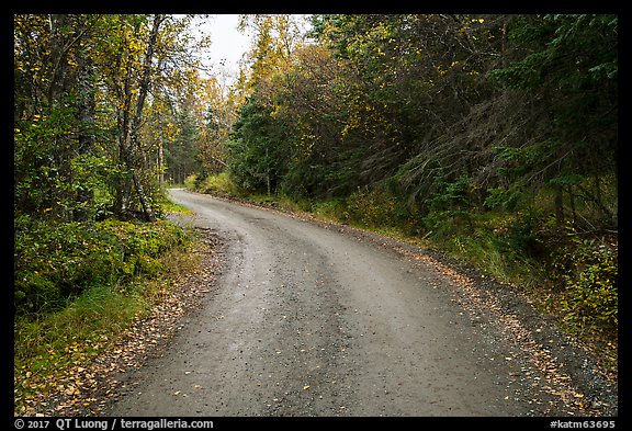 Road between Brooks Camp and Lake Brooks. Katmai National Park, Alaska, USA.