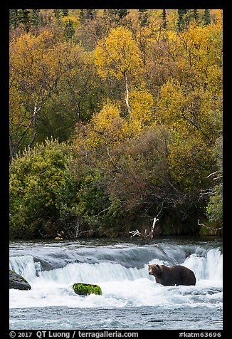 Brown Coastal Bear at Brooks Falls in autumn. Katmai National Park, Alaska, USA.