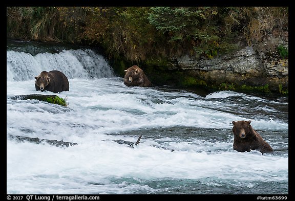 Bears in Brooks River below Brooks Falls. Katmai National Park, Alaska, USA.