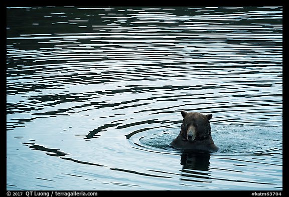 Bear and ripples, Brooks River. Katmai National Park (color)