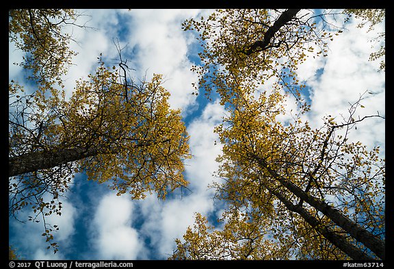 Looking up cottonwoods trees in autumn. Katmai National Park (color)
