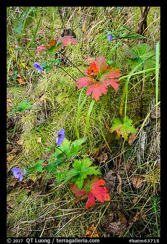 Wildflowers and leaves in autumn color. Katmai National Park (color)
