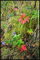 Wildflowers and leaves in autumn color. Katmai National Park, Alaska, USA.