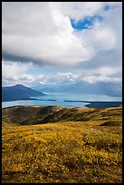Tundra in fall colors above Naknek Lake. Katmai National Park ( color)