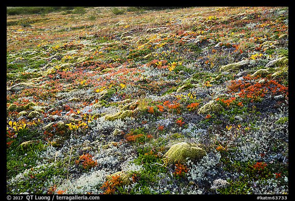 Multicolored tundra in autumn. Katmai National Park, Alaska, USA.