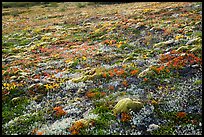 Multicolored tundra in autumn. Katmai National Park, Alaska, USA.