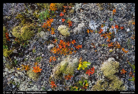 Close-up of autumn tundra. Katmai National Park (color)