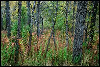 Deciduous forest in autumn. Katmai National Park ( color)