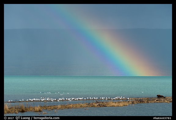 Rainbow, seagulls, and bear, Naknek Lake. Katmai National Park, Alaska, USA.