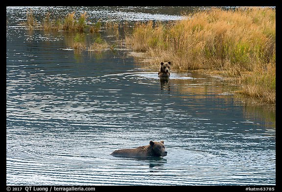 Brown bears swimming, Brooks River. Katmai National Park, Alaska, USA.